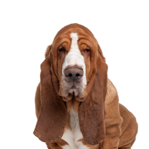 Basset Hound