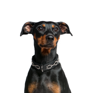 German Pinscher