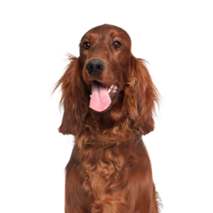 Irish Setter