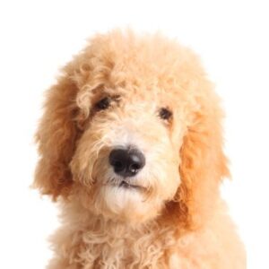 Miniature Goldendoodle