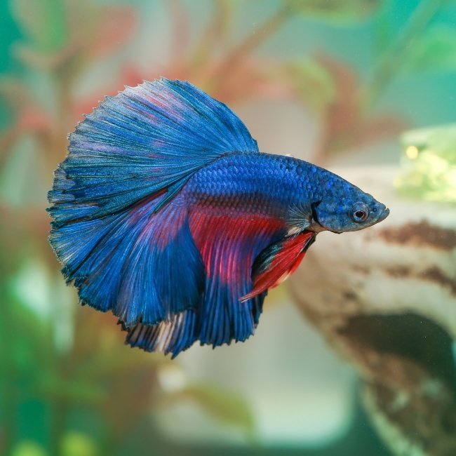 Betta fish with flowing fins in a freshwater aquarium