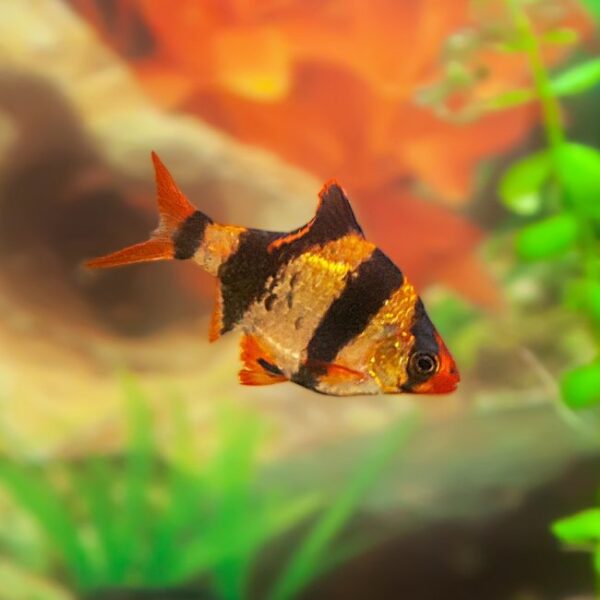 Tiger barb swimming in a freshwater aquarium