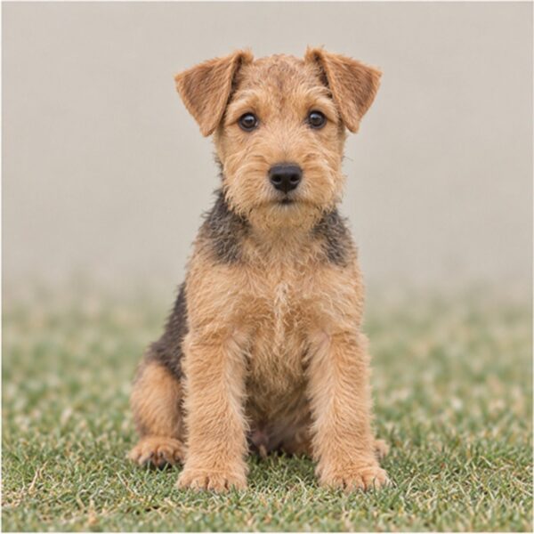 Lakeland Terrier