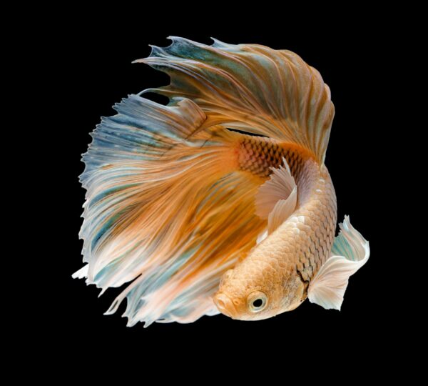 Orange and white betta fish
