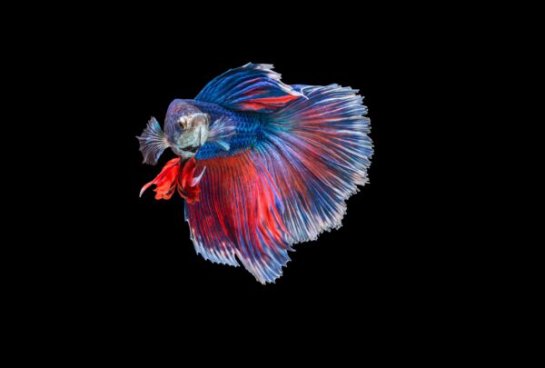 Red and blue betta fish