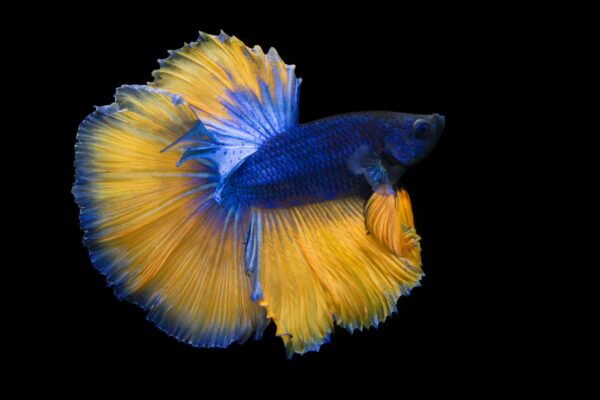 Yellow and blue betta fish with flowing fins