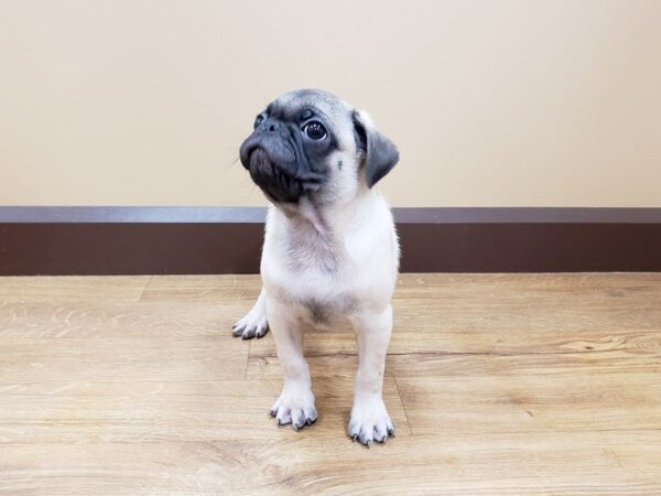 Pug DOG Male FN 399 Petland Beavercreek, OH