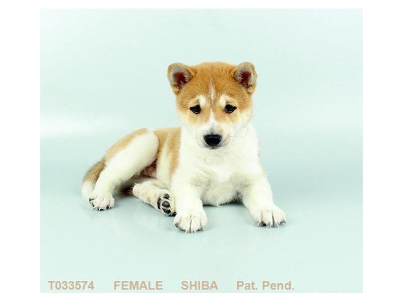 Shiba Inu Puppy RD:WH MKGS ID:402 Located at Petland Beavercreek, OH