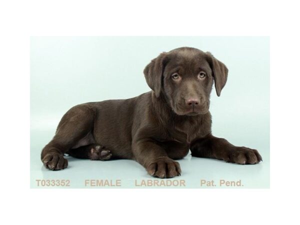 Labrador Retriever DOG Female CHLT 404 Petland Beavercreek, OH