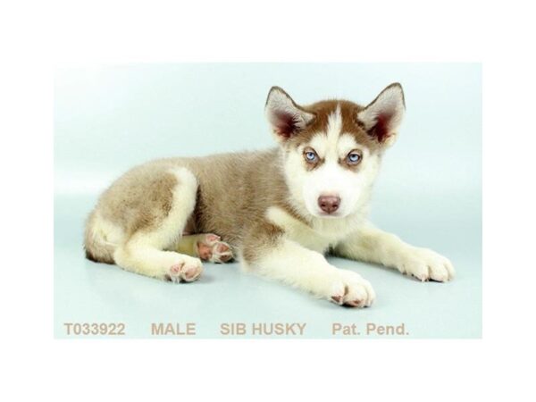 Siberian Husky DOG Male RD & WH 412 Petland Beavercreek, OH