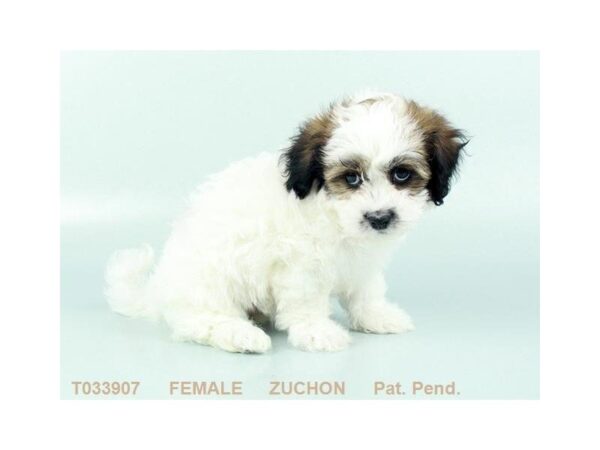 Zuchon-DOG-Female-GLD & WH-413-Petland Beavercreek, OH