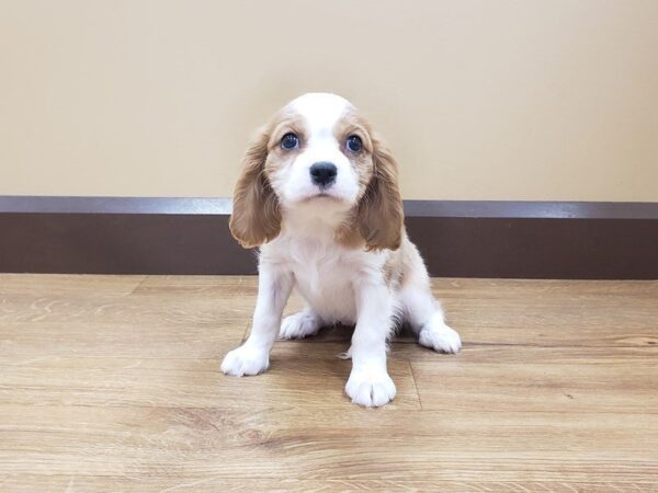 Cavalier King Charles Spaniel-DOG-Female-Blenheim & White-418-Petland Beavercreek, OH