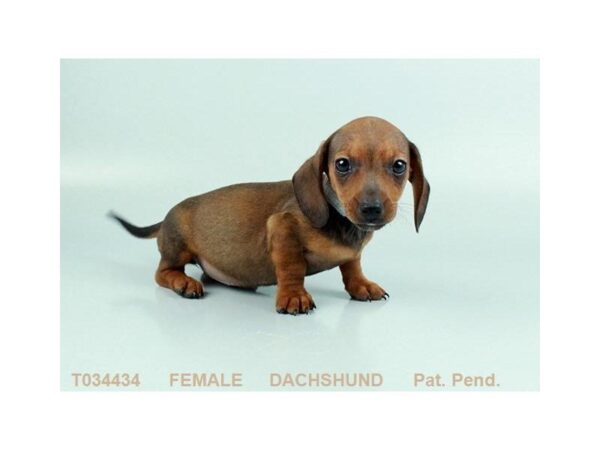 Dachshund-DOG-Female-WLDBR-421-Petland Beavercreek, OH