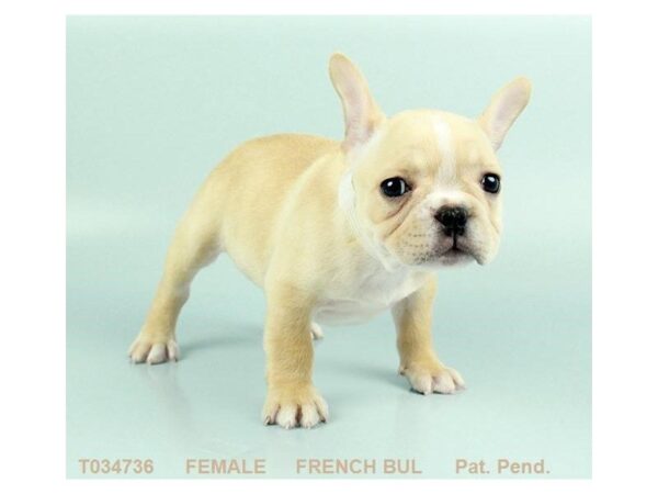 French Bulldog DOG Female CR 433 Petland Beavercreek, OH