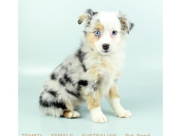 Australian Shepherd DOG Female BL MRL 435 Petland Beavercreek, OH