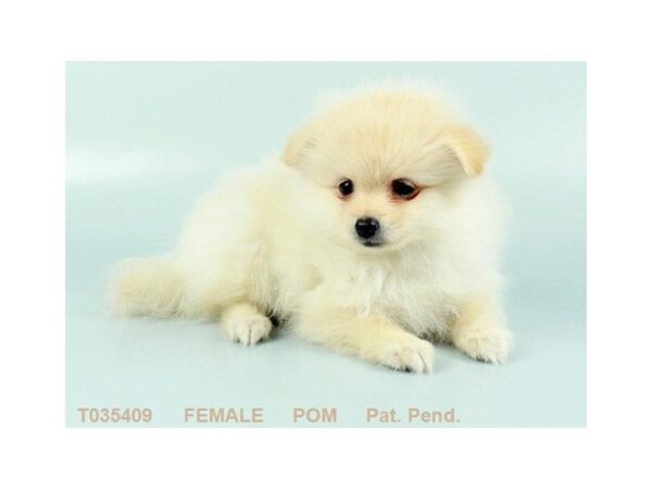 Pomeranian-DOG-Female-CR-441-Petland Beavercreek, OH