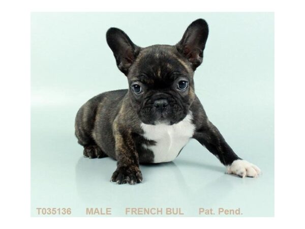 French Bulldog DOG Male BRDL 459 Petland Beavercreek, OH