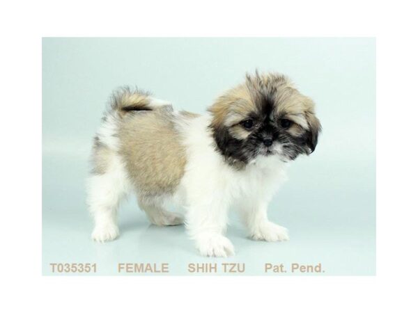 Shih Tzu DOG Female BRDL & WH 437 Petland Beavercreek, OH