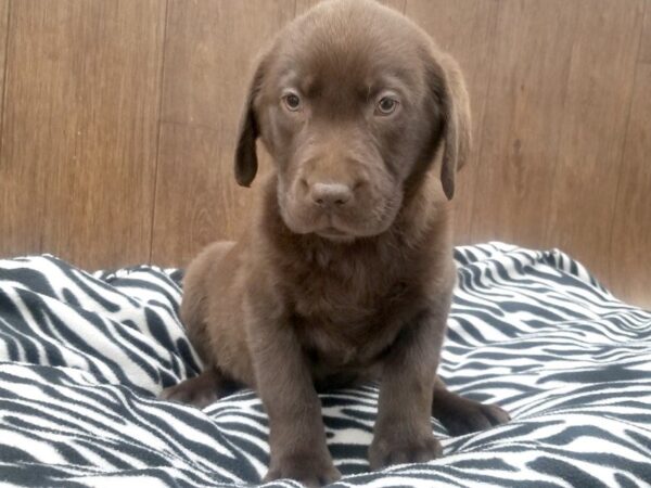 Labrador Retriever-DOG-Male-Choc-442-Petland Beavercreek, OH