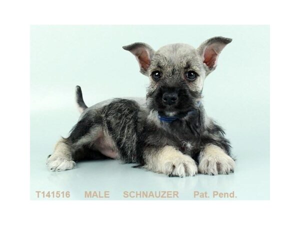 Miniature Schnauzer DOG Male BLK & SLVR 442 Petland Beavercreek, OH