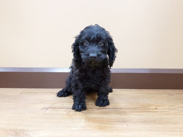 Cockapoo DOG Male Black 452 Petland Beavercreek, OH