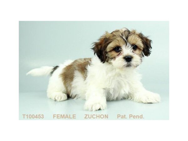 Zuchon-DOG-Female-GLD & WH-454-Petland Beavercreek, OH