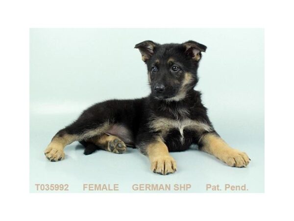 German Shepherd Dog DOG Female BLK & TN 455 Petland Beavercreek, OH