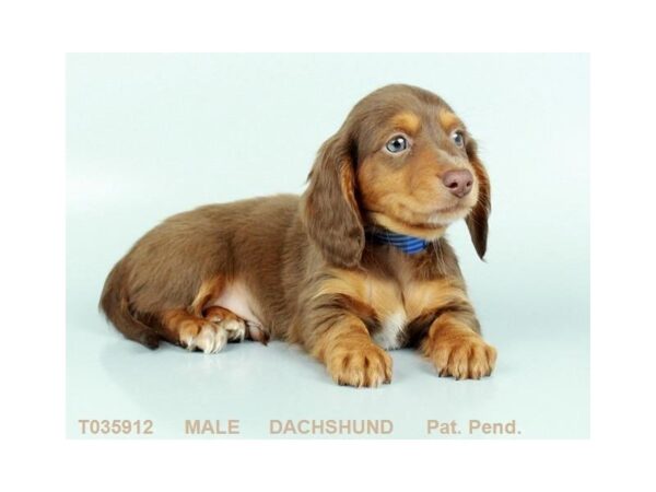 Dachshund DOG Male CHLT & TN:DPL 456 Petland Beavercreek, OH