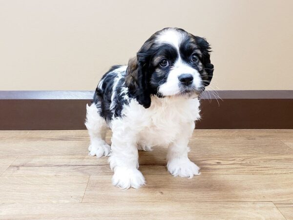 Cocker Spaniel DOG Male black wh 463 Petland Beavercreek, OH