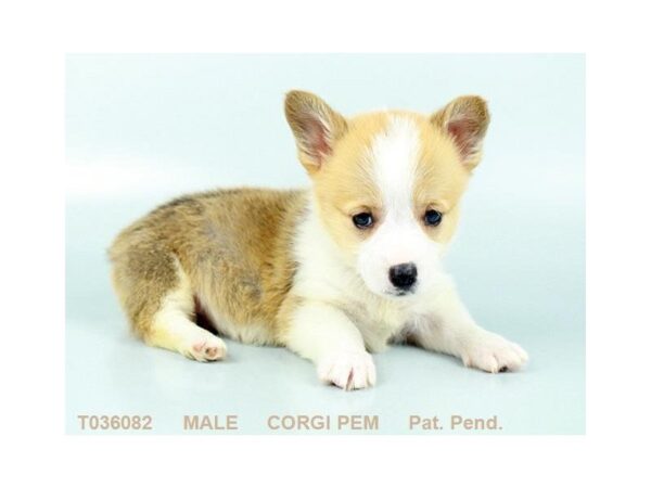 Pembroke Welsh Corgi DOG Male SBL:WH MKGS 471 Petland Beavercreek, OH