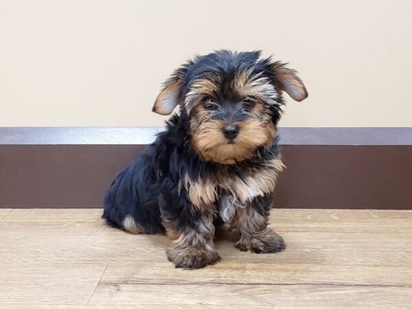 Yorkshire Terrier DOG Male Black and Tan 481 Petland Beavercreek, OH