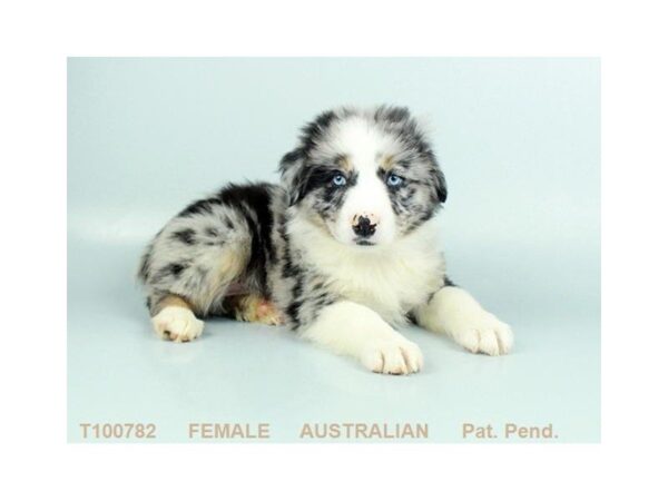 Australian Shepherd DOG Female BL MRL 483 Petland Beavercreek, OH