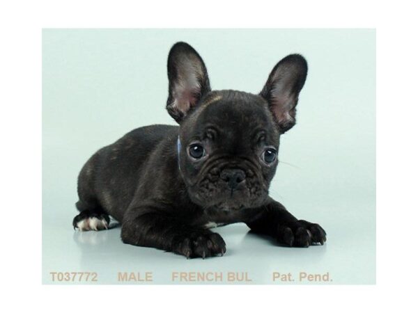 French Bulldog DOG Male BRDL 493 Petland Beavercreek, OH