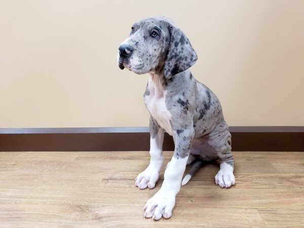 Great Dane DOG Male MRL:WH MKGS 500 Petland Beavercreek, OH