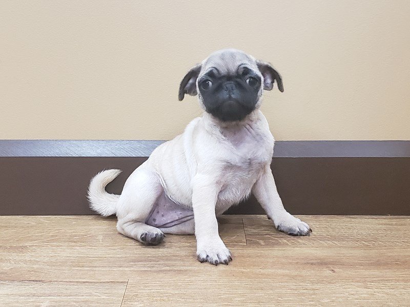Pug Puppy Fawn ID:551 Located at Petland Beavercreek, OH