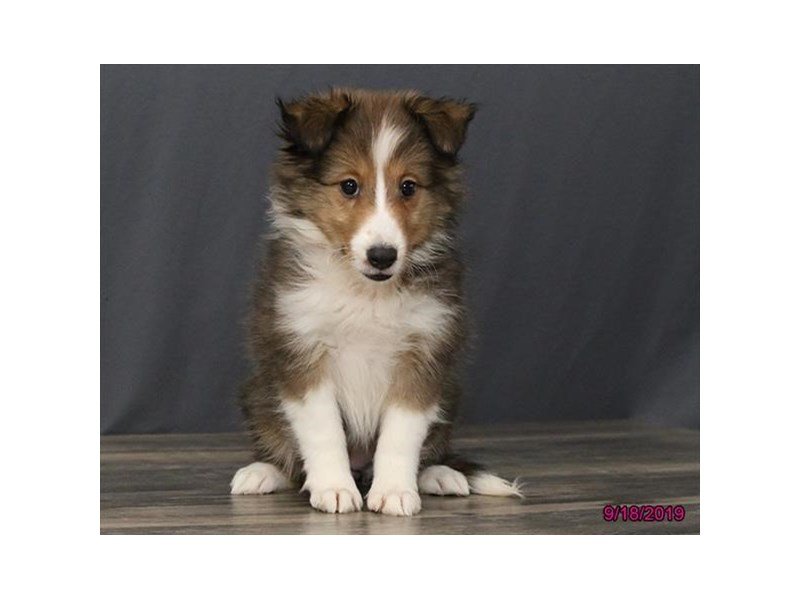 特撮 Shetland Sheepdog (Pet love) 1490035_800.jpg