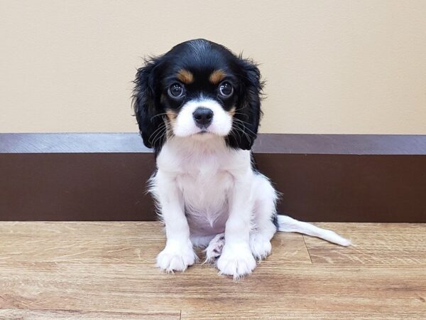 Cavalier King Charles Spaniel DOG Female TRI 573 Petland Beavercreek, OH