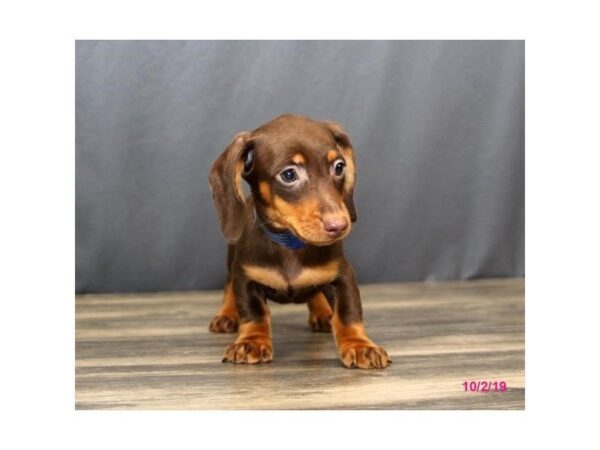 Dachshund DOG Male Chocolate 588 Petland Beavercreek, OH