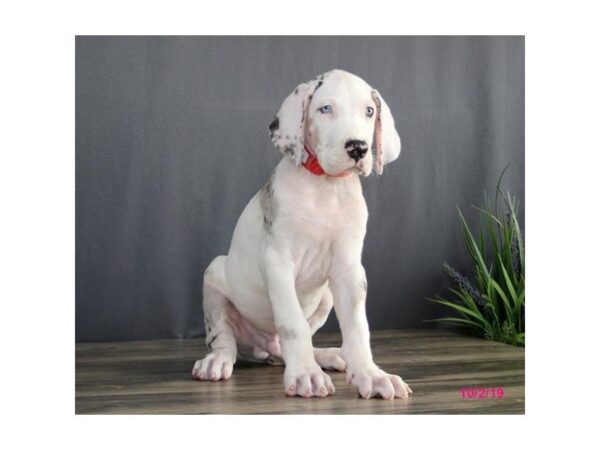 Great Dane DOG Male Harlequin 589 Petland Beavercreek, OH