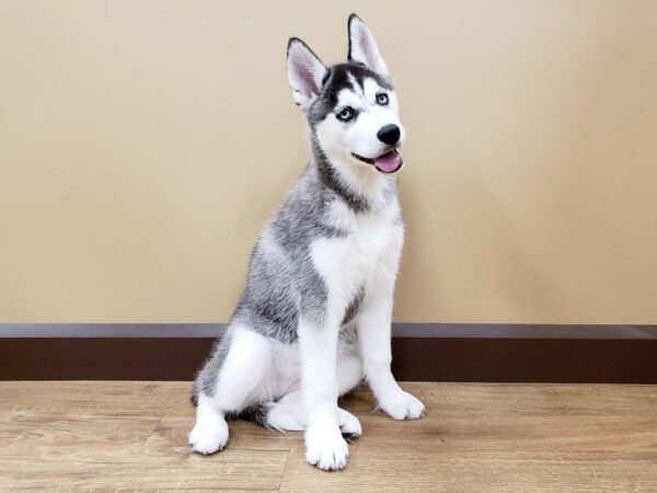 Siberian Husky-DOG-Female-Blk & Wht-576-Petland Beavercreek, OH