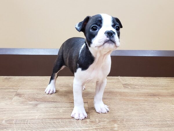 Boston Terrier DOG Female BLK WHT 586 Petland Beavercreek, OH