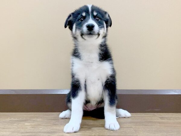 Pomsky DOG Female BLK WHITE 603 Petland Beavercreek, OH