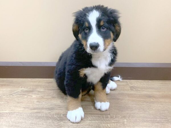 Bernese Mountain Dog DOG Female Black Rust / White 611 Petland Beavercreek, OH