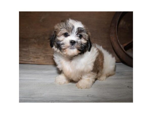 Teddy Bear DOG Female Gold / White 633 Petland Beavercreek, OH