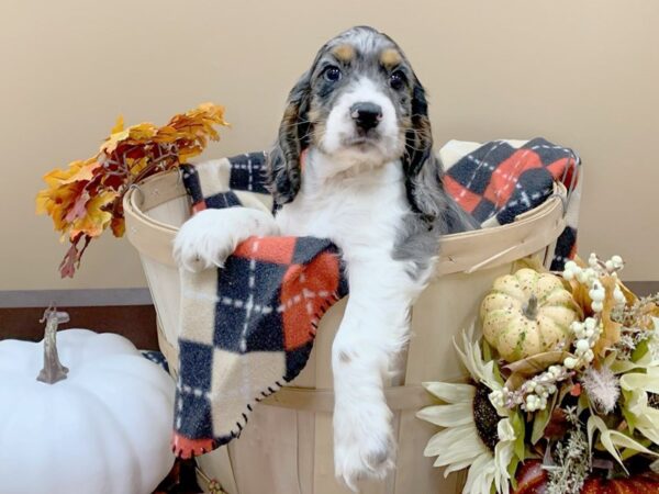 Cocker Spaniel DOG Male Black / Tan 627 Petland Beavercreek, OH