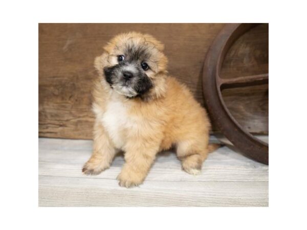 Teddy Bear DOG Male Gold 631 Petland Beavercreek, OH