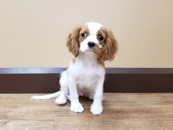 Cavalier King Charles Spaniel DOG Male Blenheim 642 Petland Beavercreek, OH