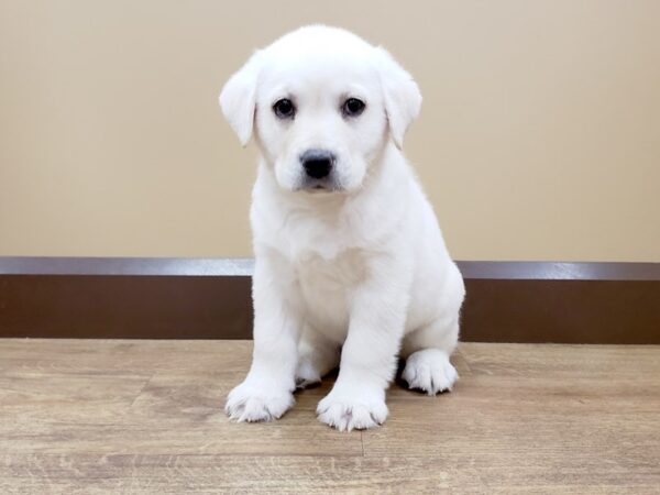 Labrador Retriever DOG Male Yellow 641 Petland Beavercreek, OH