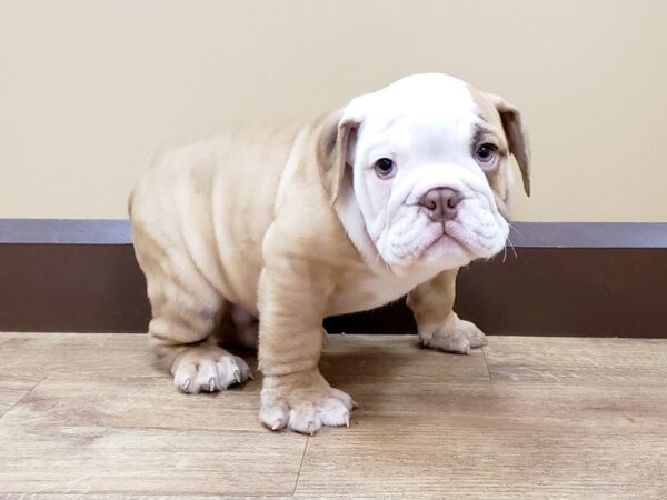 Bulldog DOG Male Fawn 649 Petland Beavercreek, OH