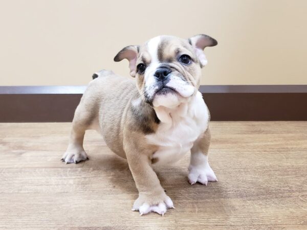 Bulldog DOG Female Fawn 648 Petland Beavercreek, OH